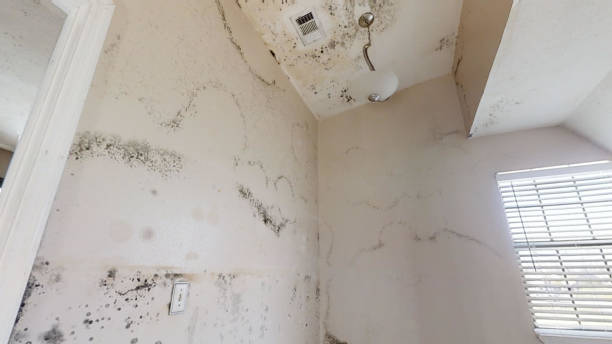 Best HVAC Mold Inspection and Cleaning  in St Helen, MI