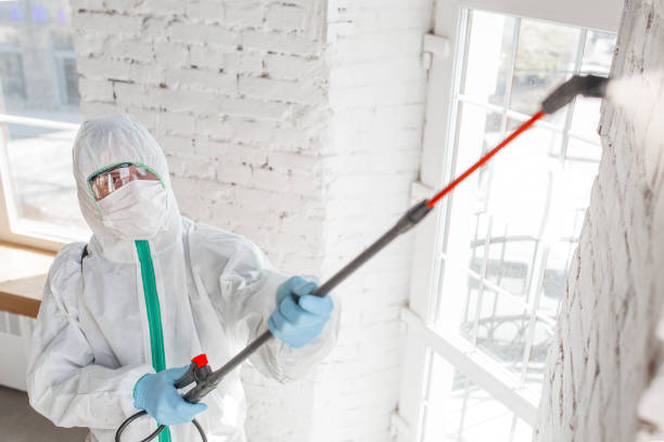 Best Mold Odor Removal Services  in St Helen, MI