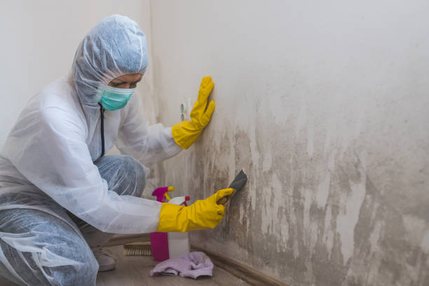 Best Mold Prevention Services  in St Helen, MI