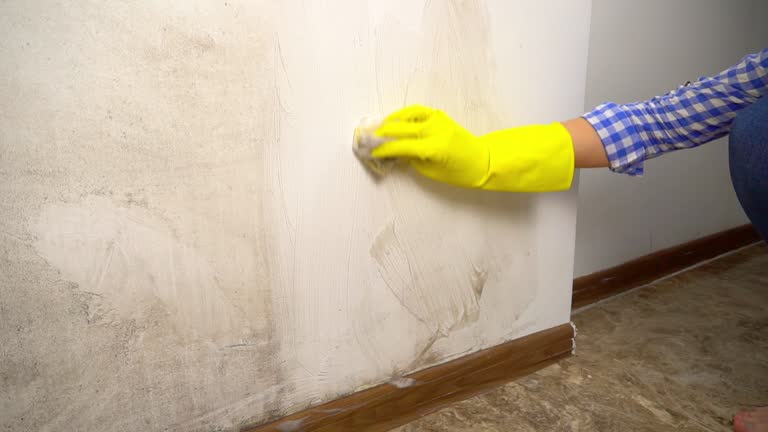 Professional Mold Removal in St Helen, MI