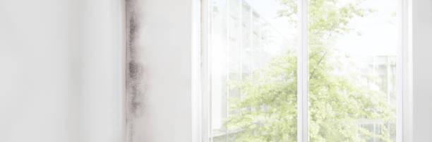 Best Post-Construction Mold Inspection  in St Helen, MI