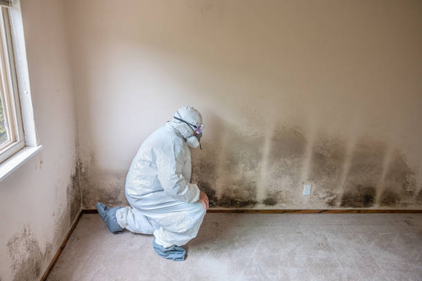 Best Mold Remediation for Healthcare Facilities  in St Helen, MI