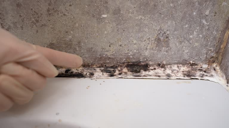 Best HVAC Mold Inspection and Cleaning  in St Helen, MI
